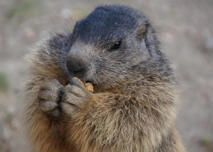 Apartman Mountain View By Interhome *