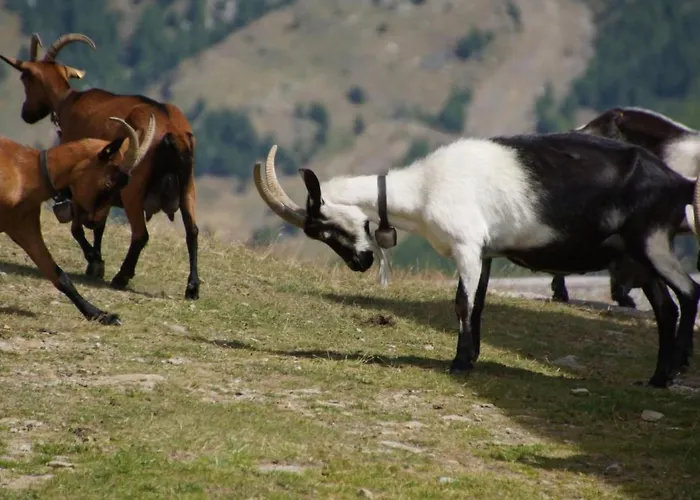 Mountain View By Interhome * Saas Fee